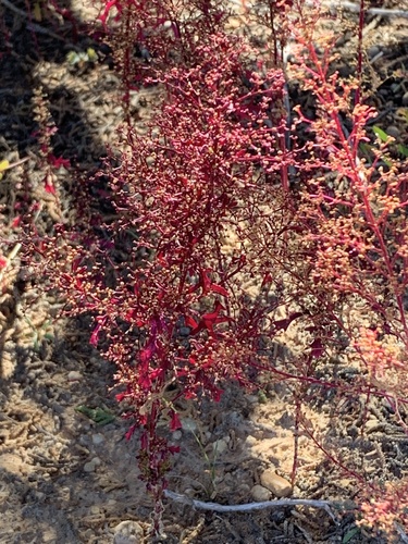 Chenopodium incisum (Foetid goosefoot) — photo