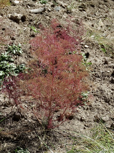 Chenopodium incisum (Foetid goosefoot) — photo