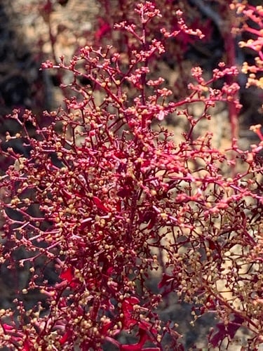 Chenopodium incisum