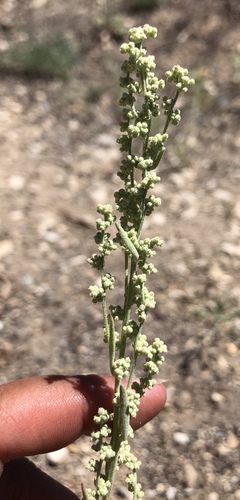 Chenopodium leptophyllum (Narrow leafed goosefoot) — photo