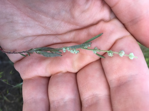 Chenopodium leptophyllum (Narrow leafed goosefoot) — photo