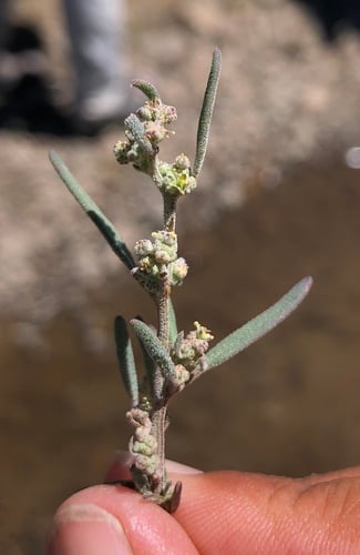 Chenopodium leptophyllum