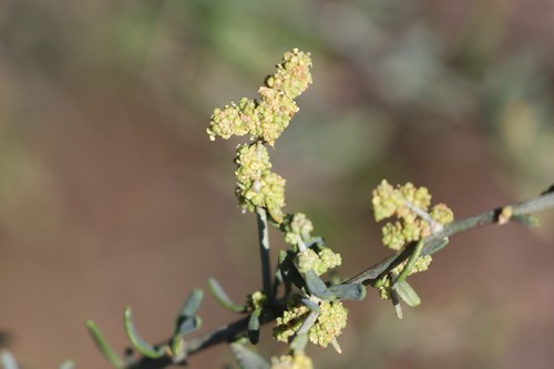 Chenopodium nitrariaceum (Branching goosefoot) — photo