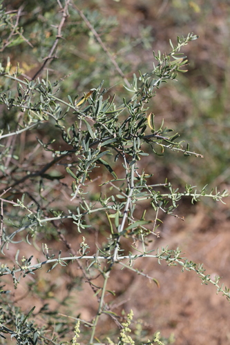 Chenopodium nitrariaceum