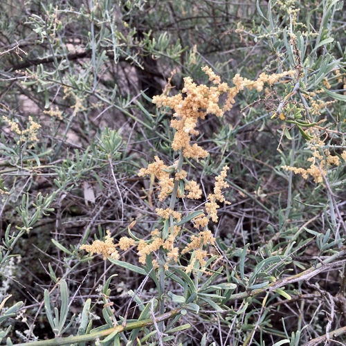 Chenopodium nitrariaceum (Branching goosefoot) — photo