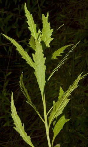 Chenopodium opulifolium