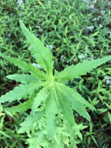 Chenopodium opulifolium (Roundleaf fat hen) — photo