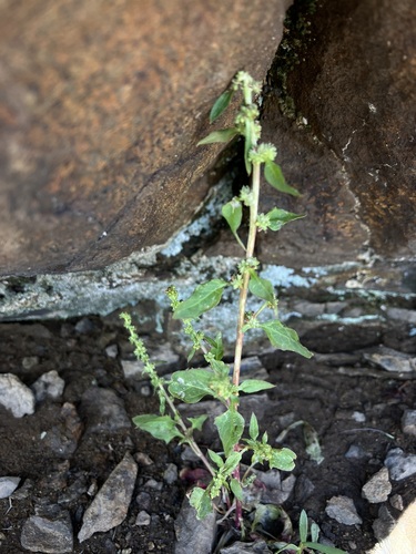 Chenopodium overi (Over's Goosefoot) — photo