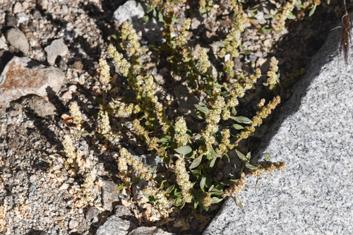 Chenopodium overi (Over's Goosefoot) — photo
