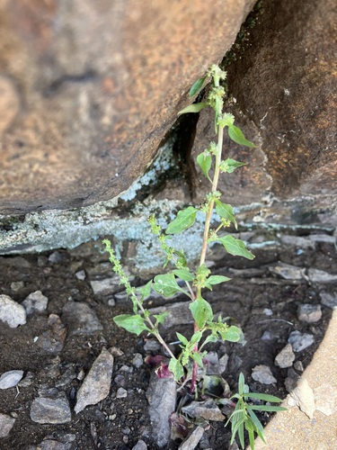 Chenopodium overi