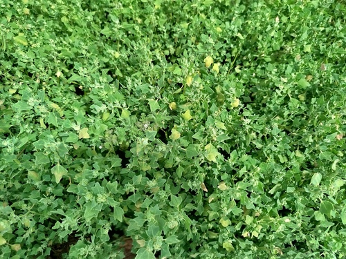 Chenopodium pallidicaule (Canahua) — photo