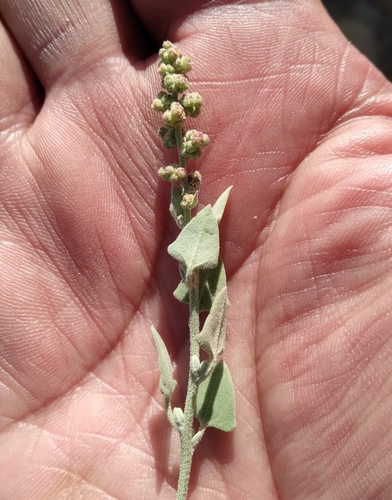 Chenopodium petiolare (Llipocha) — photo