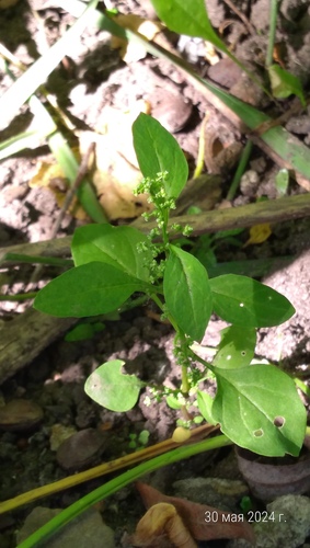 Chenopodium polyspermum (All-seed) — photo