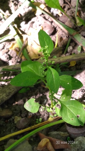 Chenopodium polyspermum (All-seed) — photo