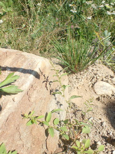 Chenopodium polyspermum