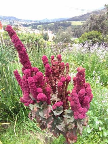Chenopodium quinoa