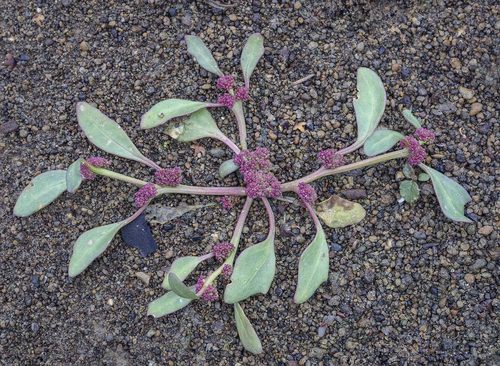 Chenopodium rubrum (Red goosefoot) — photo