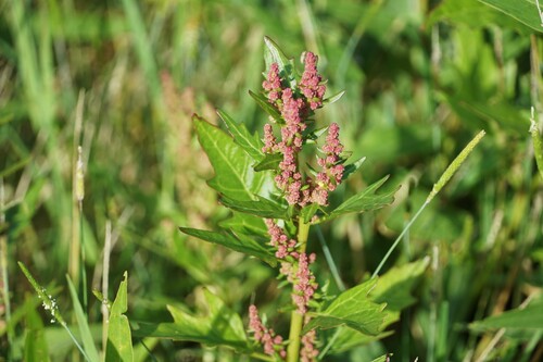 Chenopodium rubrum (Red goosefoot) — photo