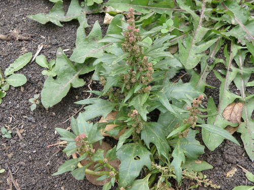 Chenopodium rubrum