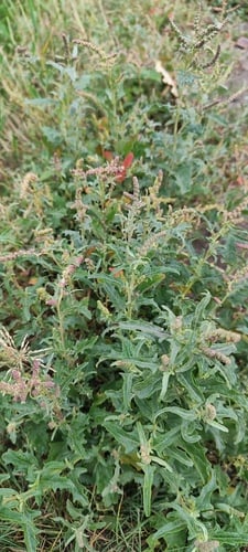 Chenopodium serotinum