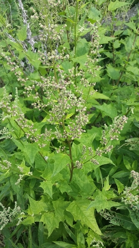Chenopodium simplex