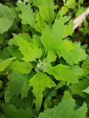 Chenopodium suecicum — photo