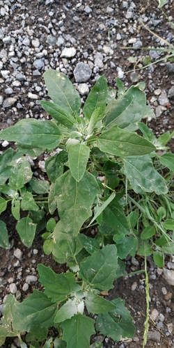 Chenopodium suecicum