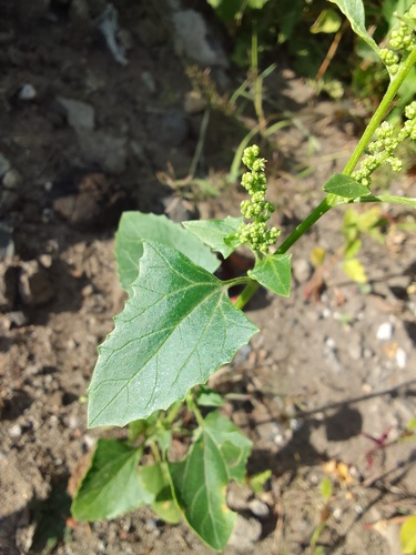 Chenopodium urbicum (City goosefoot) — photo