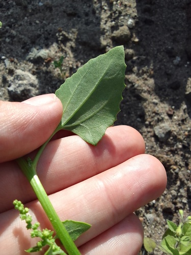 Chenopodium urbicum (City goosefoot) — photo