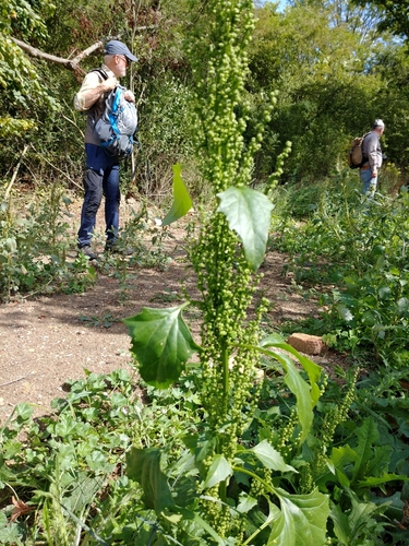 Chenopodium urbicum