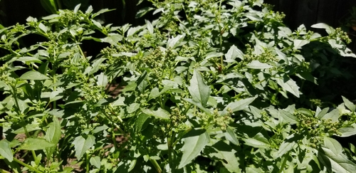 Chenopodium vulvaria (Stinking Goosefoot) — photo