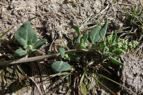 Chenopodium vulvaria (Stinking Goosefoot) — photo
