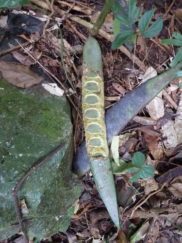 Chidlowia sanguinea