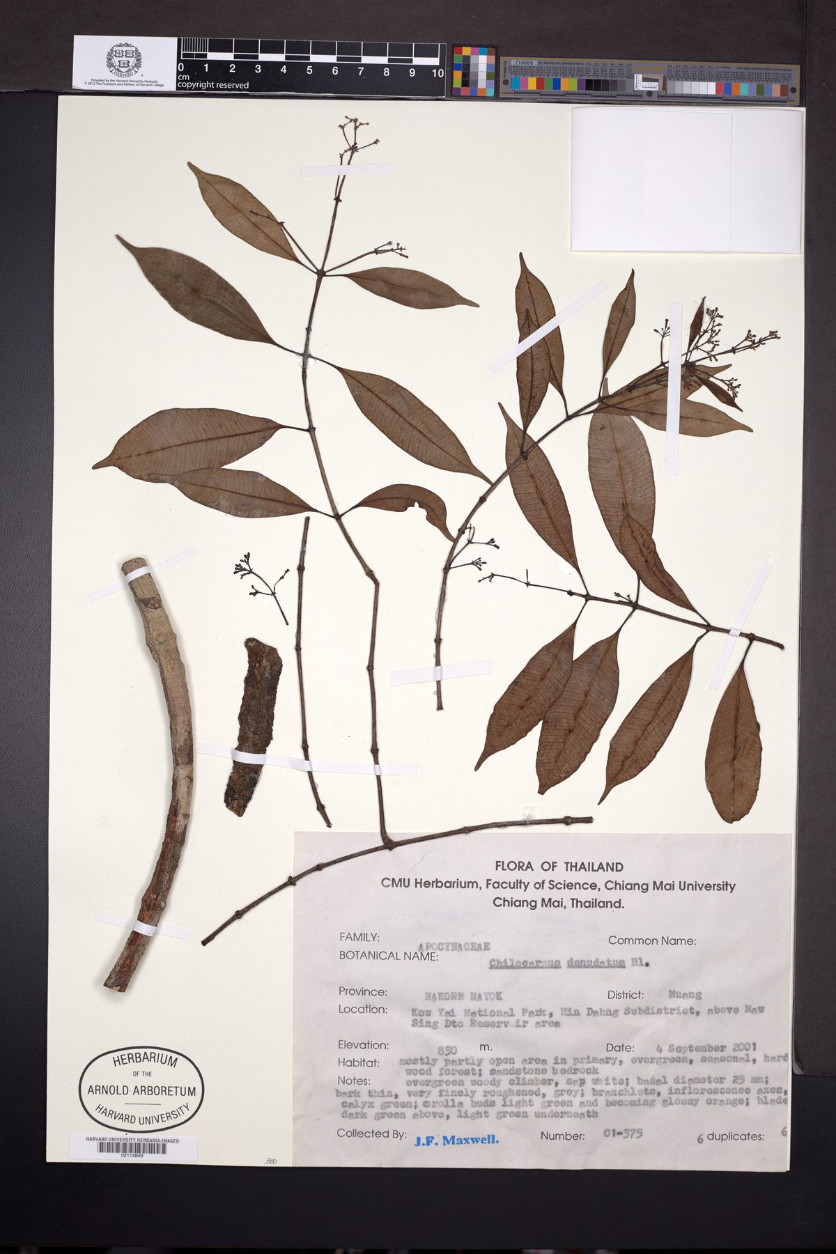 Chilocarpus denudatus (Yellow chilocarpus) — photo