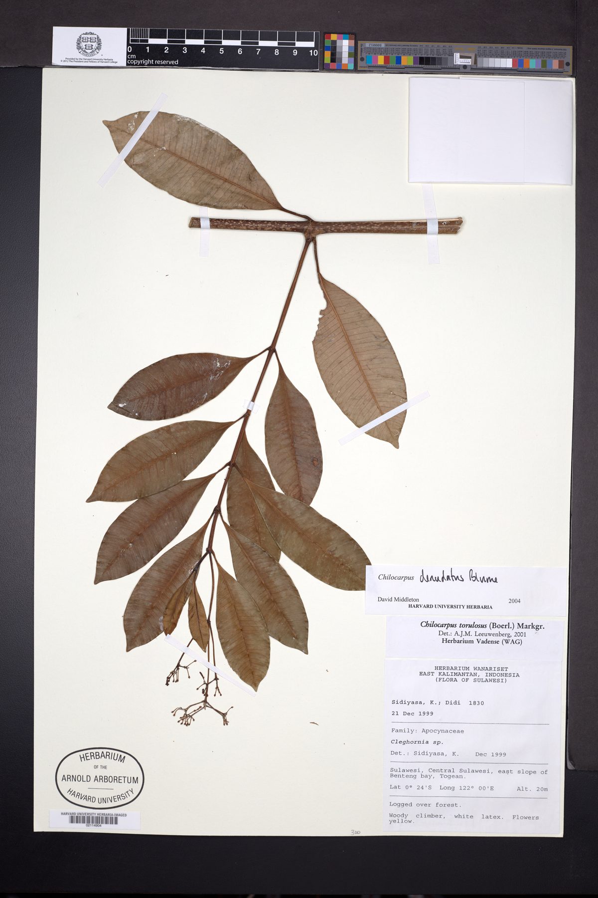 Chilocarpus denudatus (Yellow chilocarpus) — photo