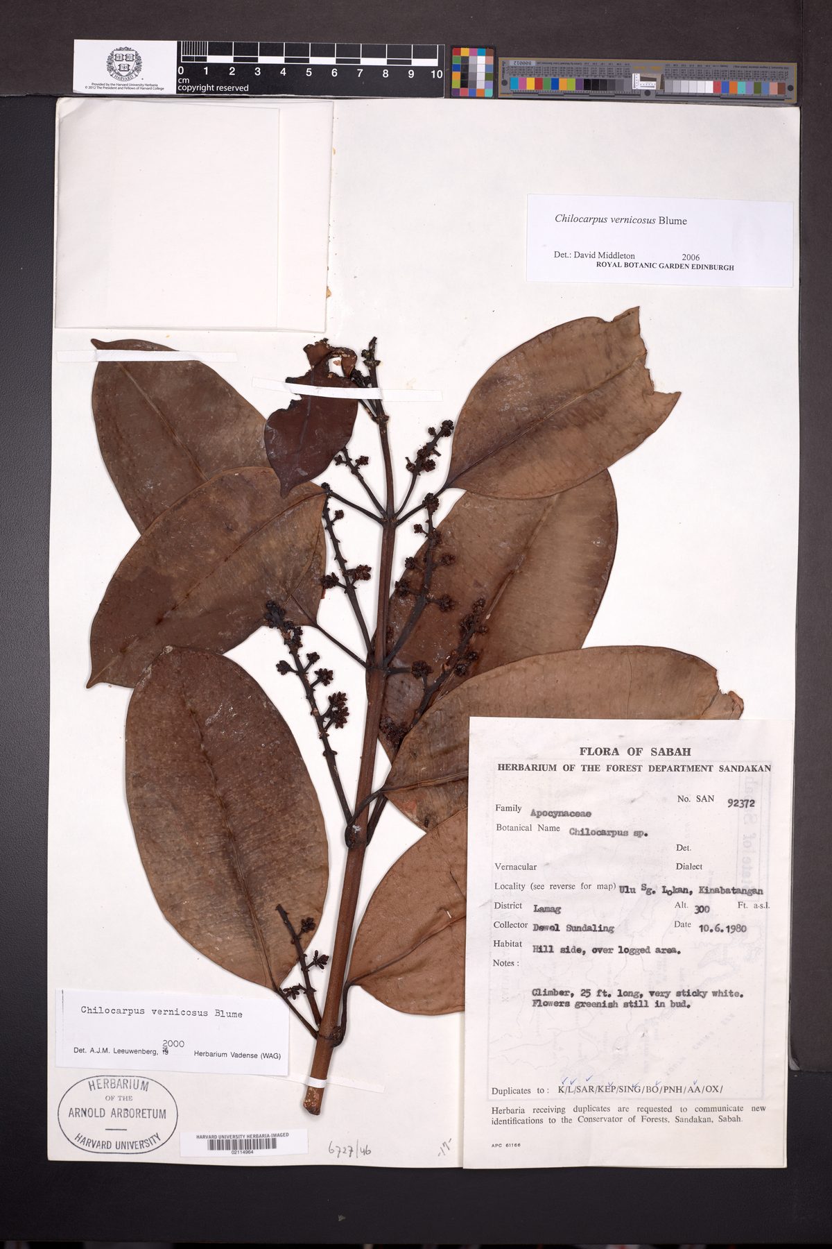 Chilocarpus vernicosus — photo