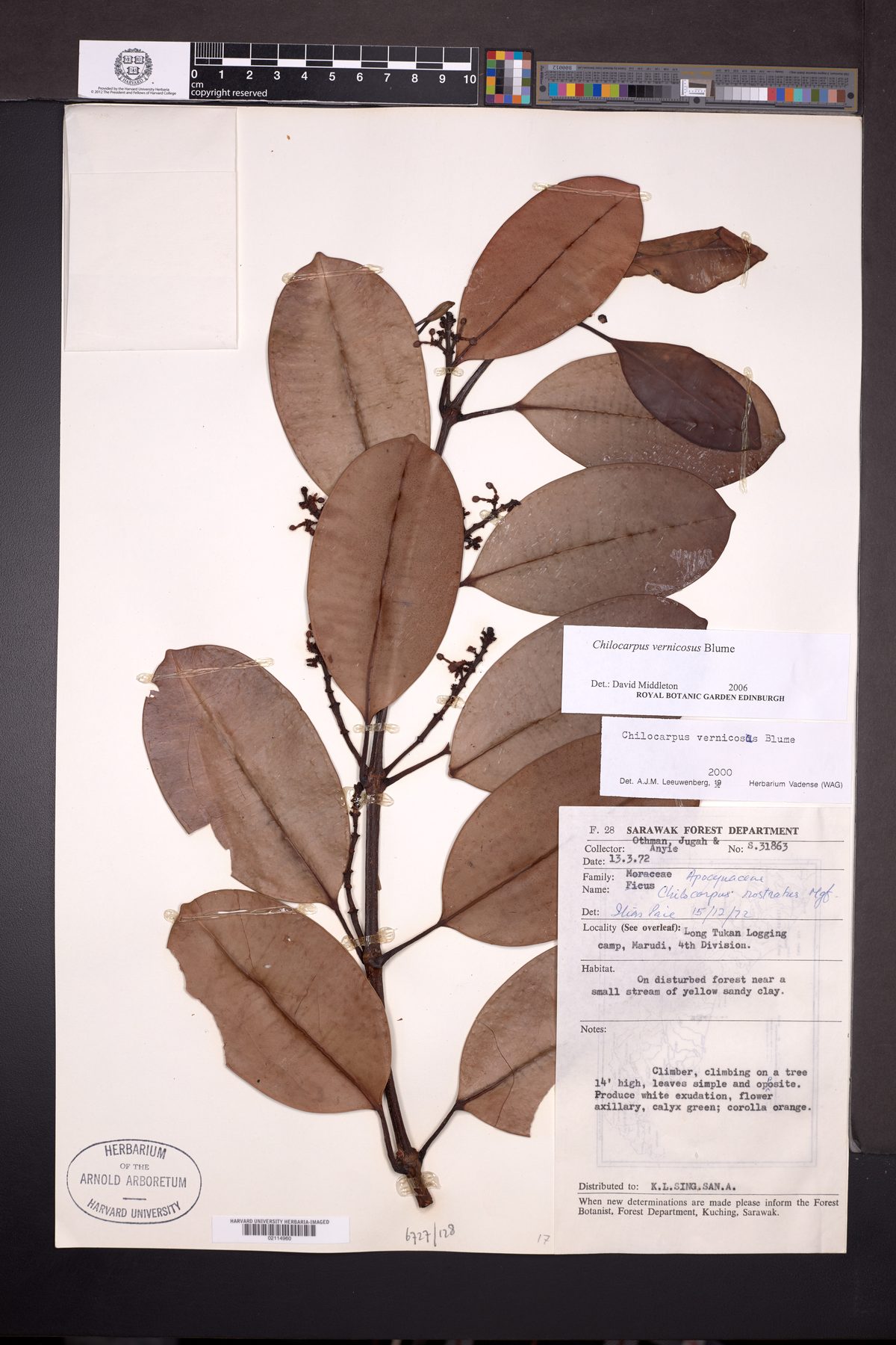 Chilocarpus vernicosus — photo