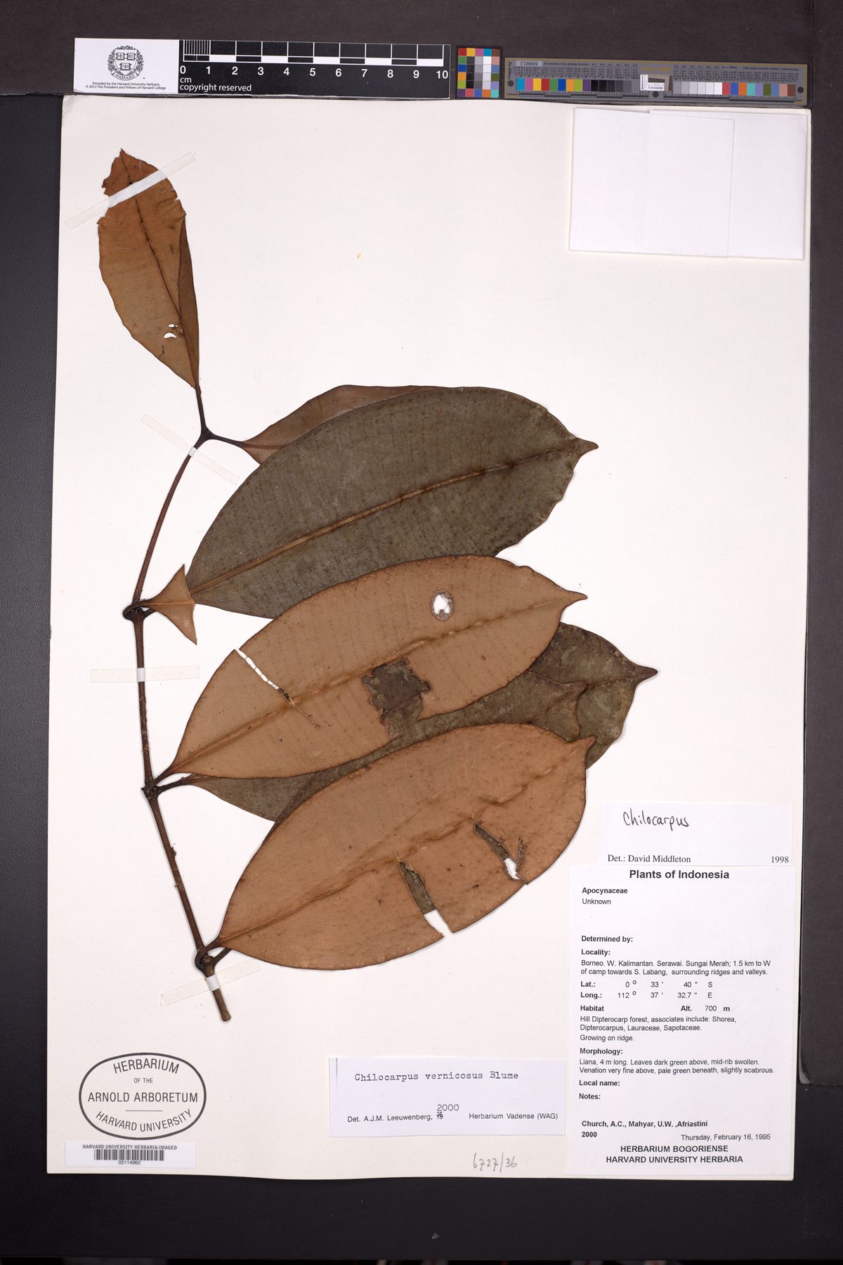 Chilocarpus vernicosus