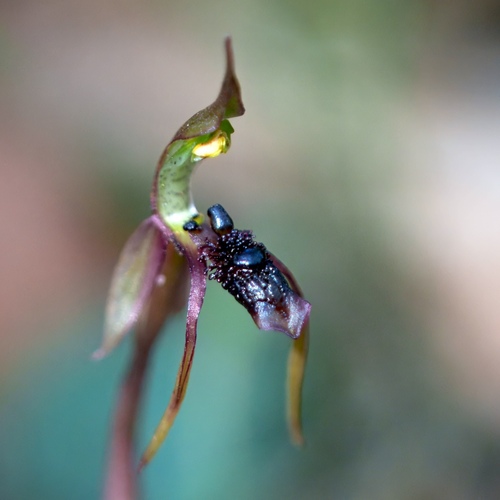 Chiloglottis diphylla (Common ant orchid) — photo