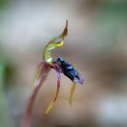Chiloglottis diphylla (Common ant orchid) — photo