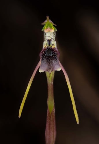 Chiloglottis diphylla