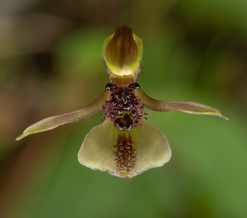 Chiloglottis formicifera (Ant orchid) — photo