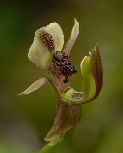Chiloglottis formicifera