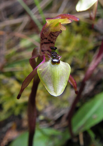 Chiloglottis palachila (Ant orchid) — photo