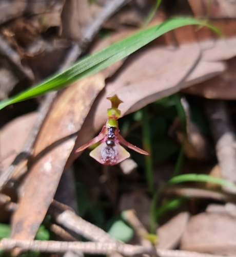 Chiloglottis platyptera (Barrington Tops ant orchid) — photo