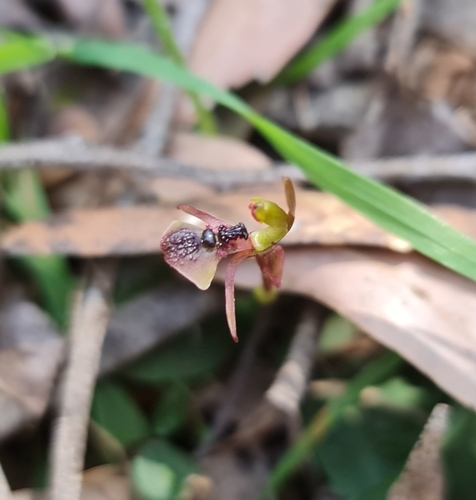 Chiloglottis platyptera (Barrington Tops ant orchid) — photo