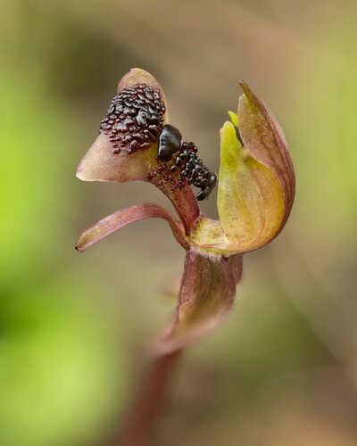Chiloglottis platyptera