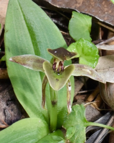Chiloglottis pluricallata (Brown bird orchid) — photo