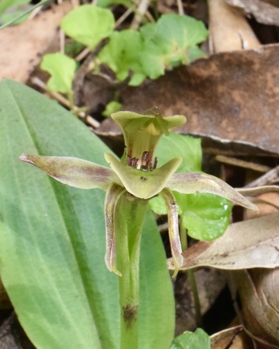 Chiloglottis pluricallata (Brown bird orchid) — photo