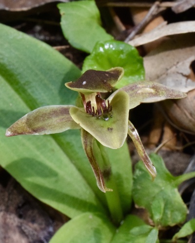 Chiloglottis pluricallata